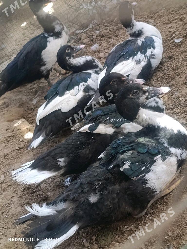 Indautga erkek juje - Sakarçäge - img 2