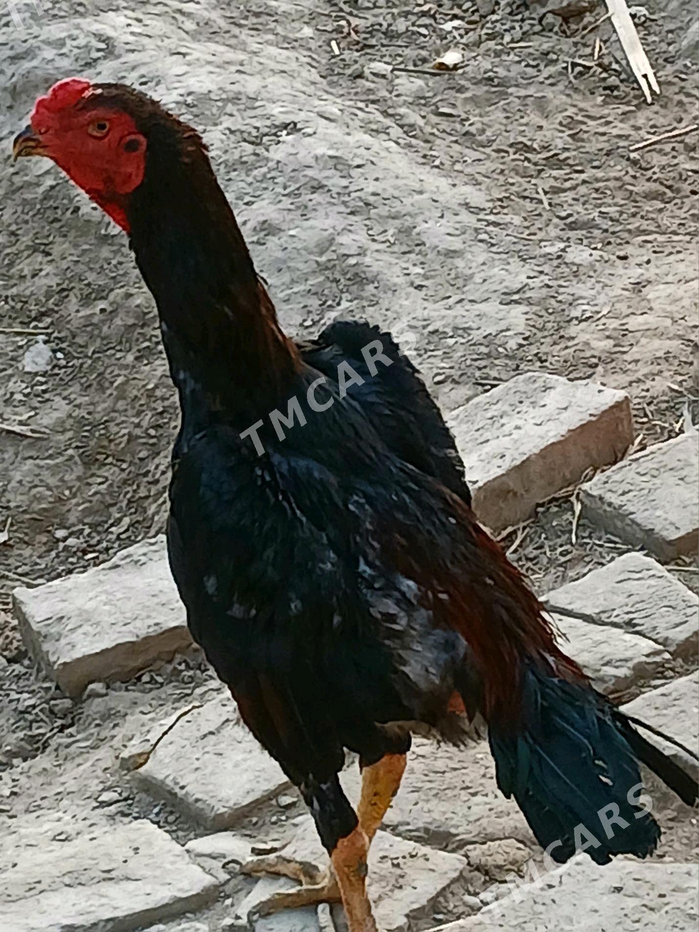 juje horaz - Türkmenabat - img 2