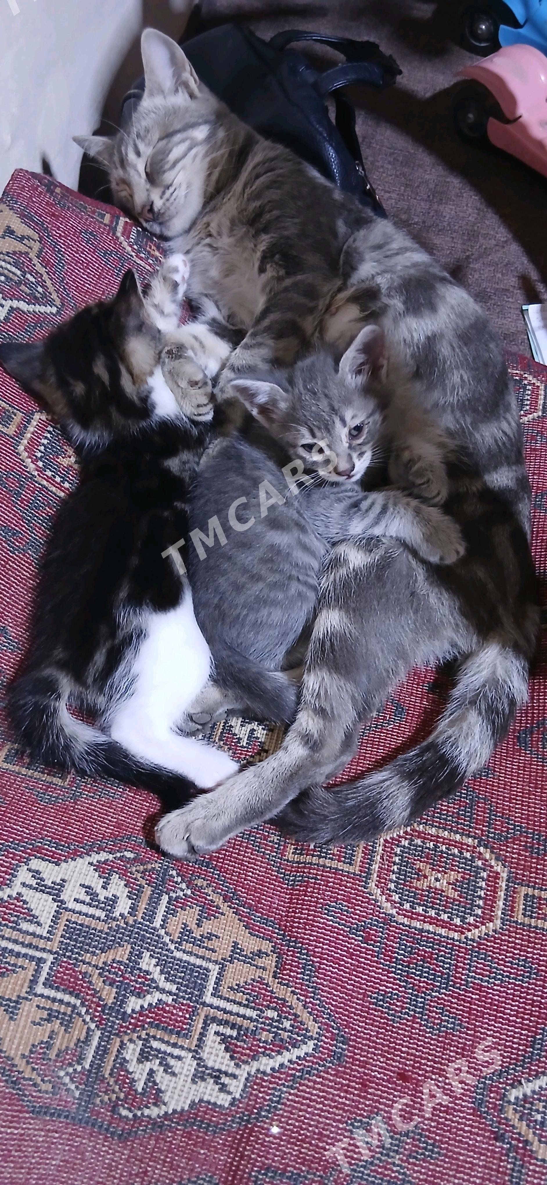 Pişik - Бузмеин - img 2