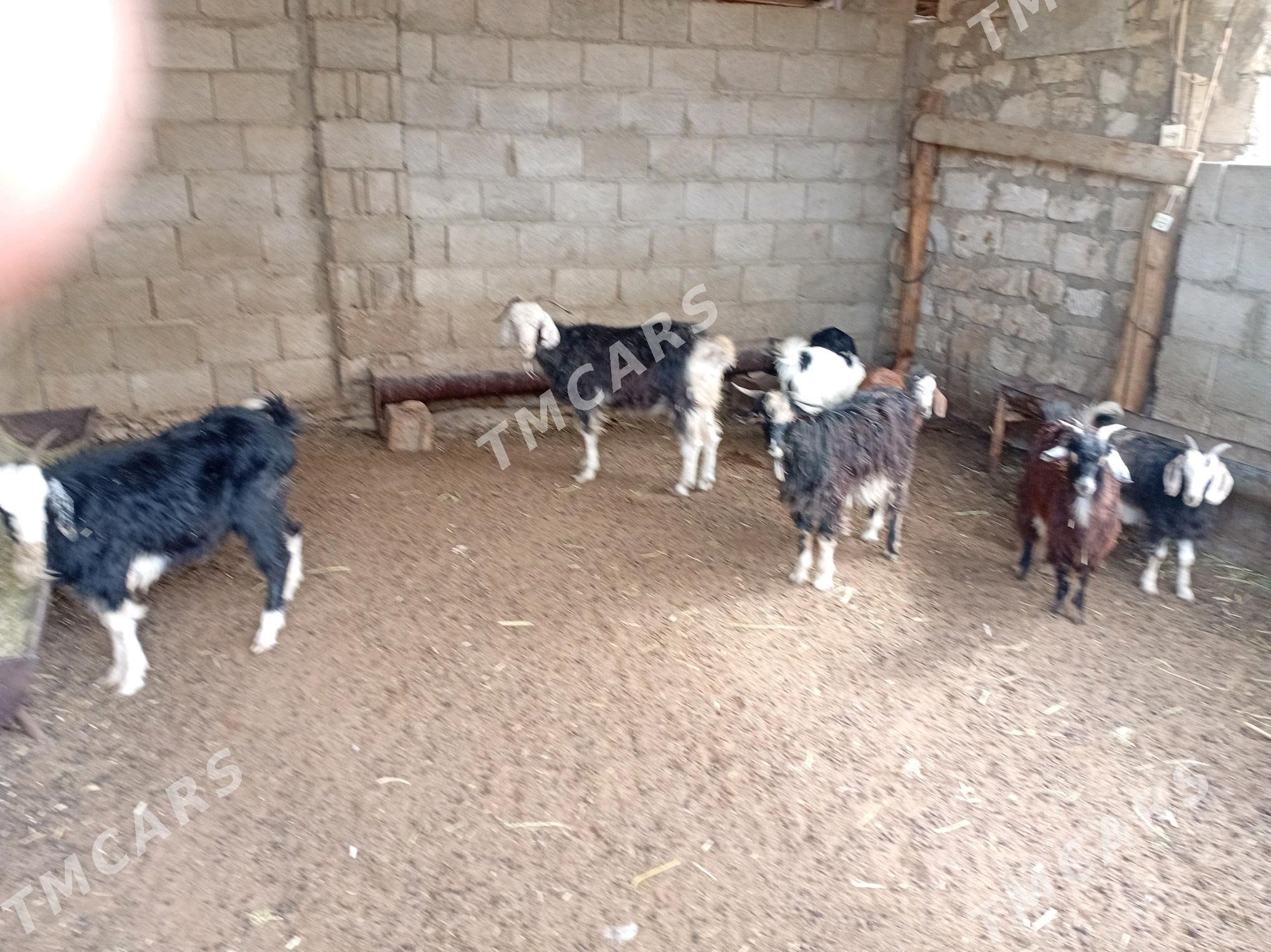Çewiş - Balkanabat - img 2