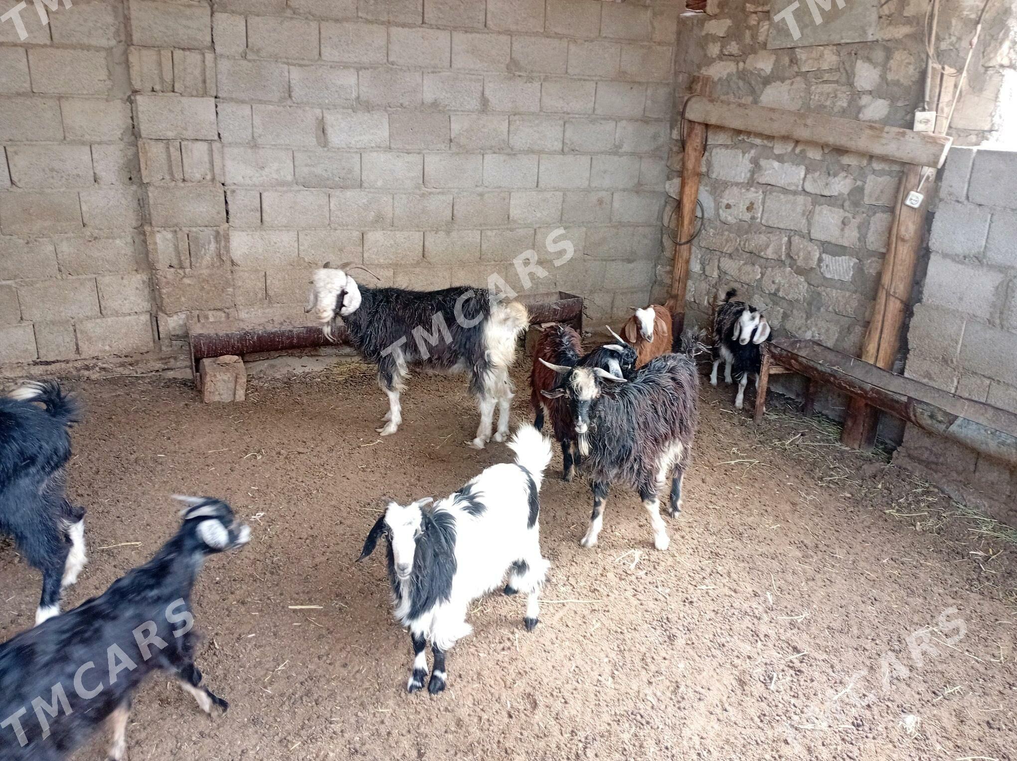 Çewiş - Balkanabat - img 4