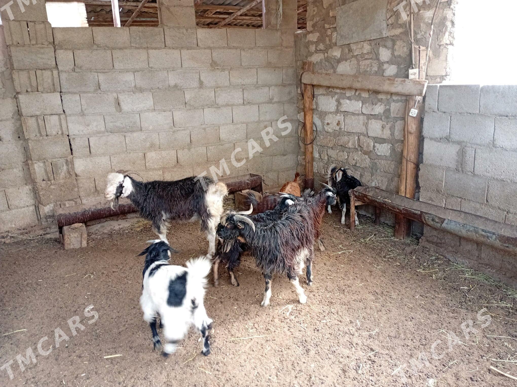 Çewiş - Balkanabat - img 5