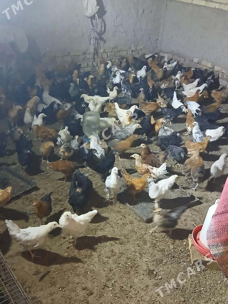 Jujeler 3 aylyk - Sakar - img 2