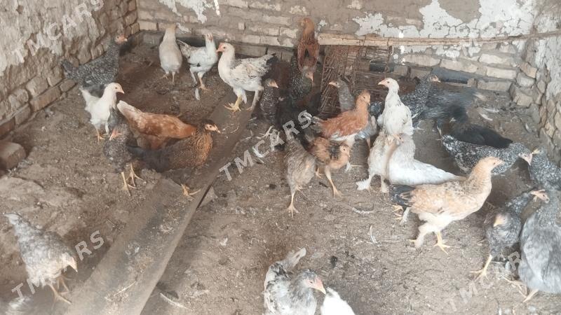 Towuklar - Мары - img 2