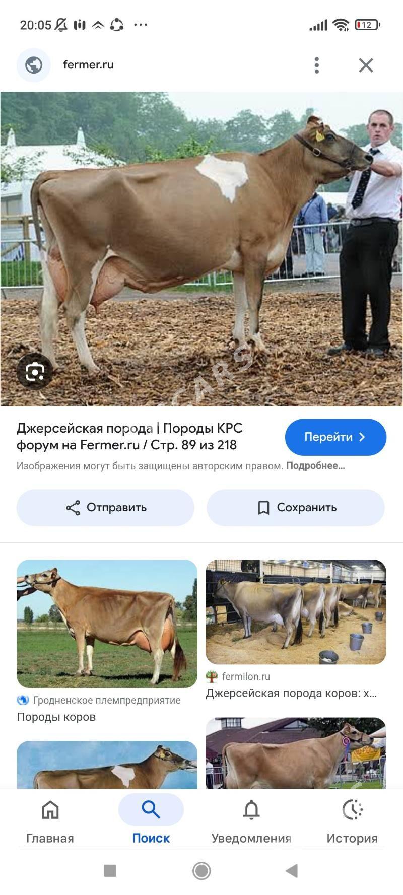 Suytli sygyr - Койтендаг - img 3