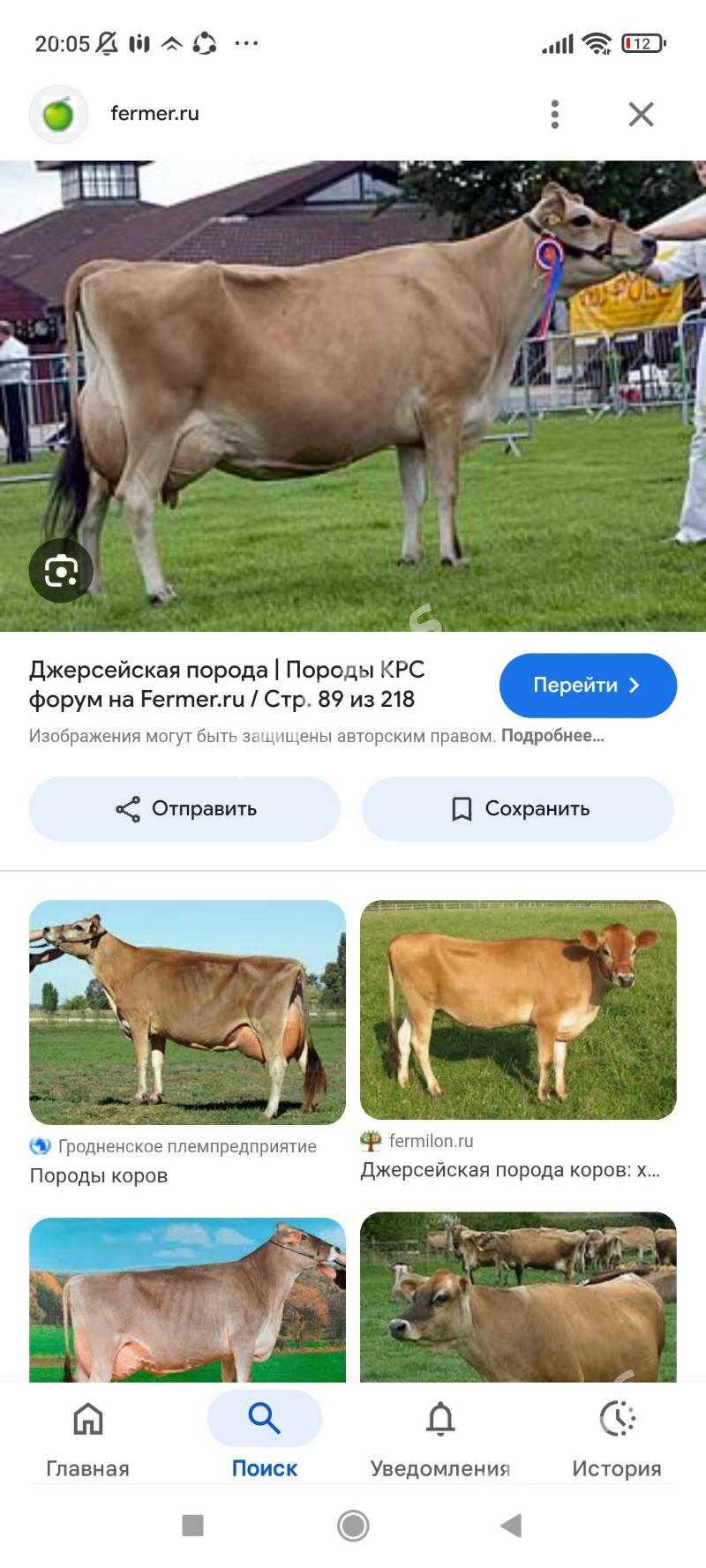 Suytli sygyr - Койтендаг - img 2