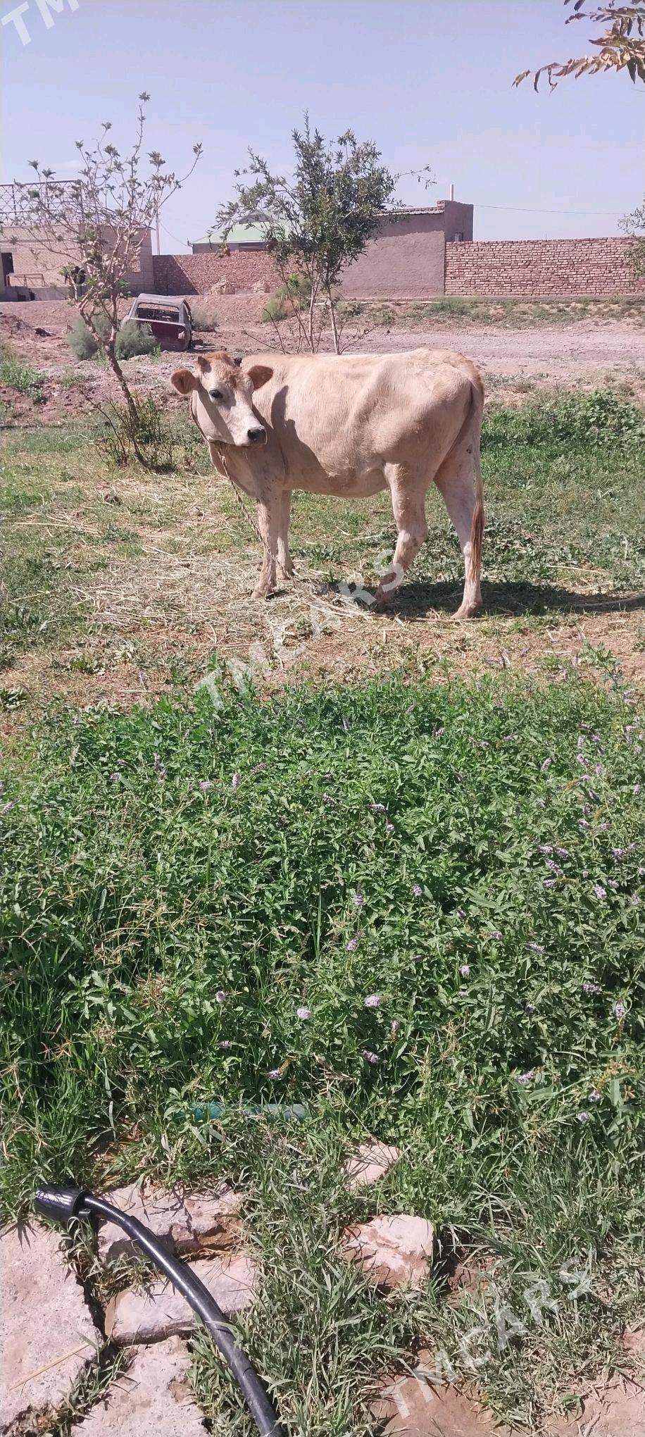 bogaz - Babadaýhan - img 2