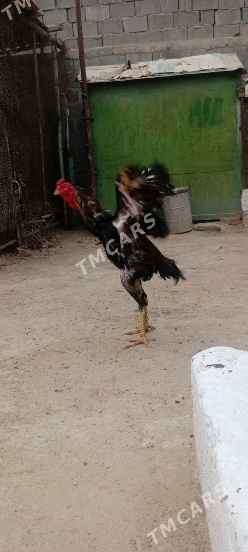 horaz - Aşgabat - img 3