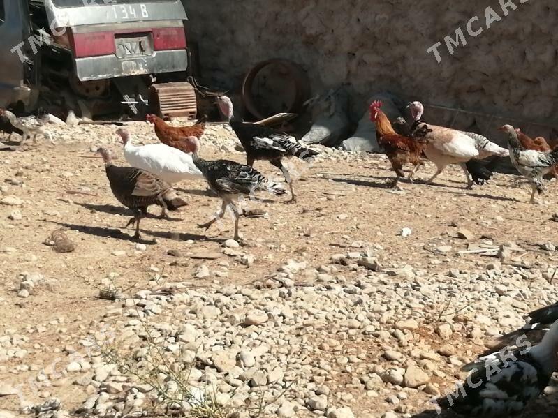 Tohum towuklar, induklar - Balkanabat - img 2