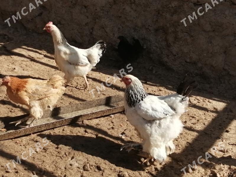 Tohum towuklar, induklar - Balkanabat - img 10