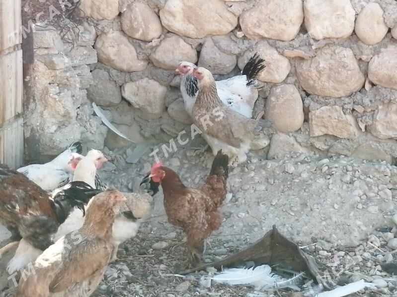 Tohum towuklar, induklar - Balkanabat - img 11