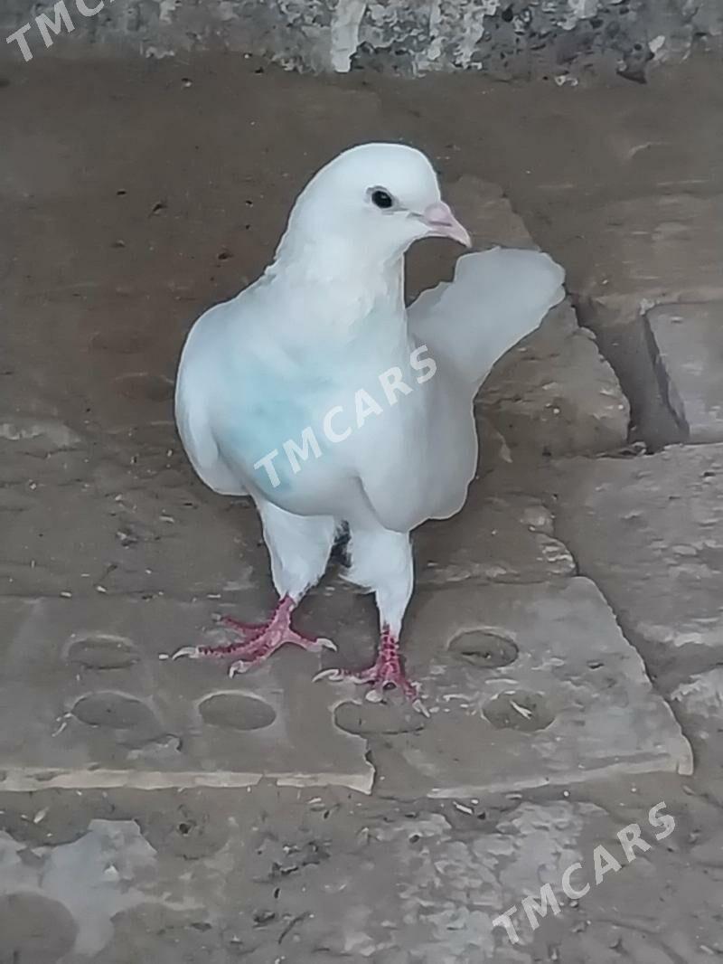 KEPDERI - Murgap - img 2