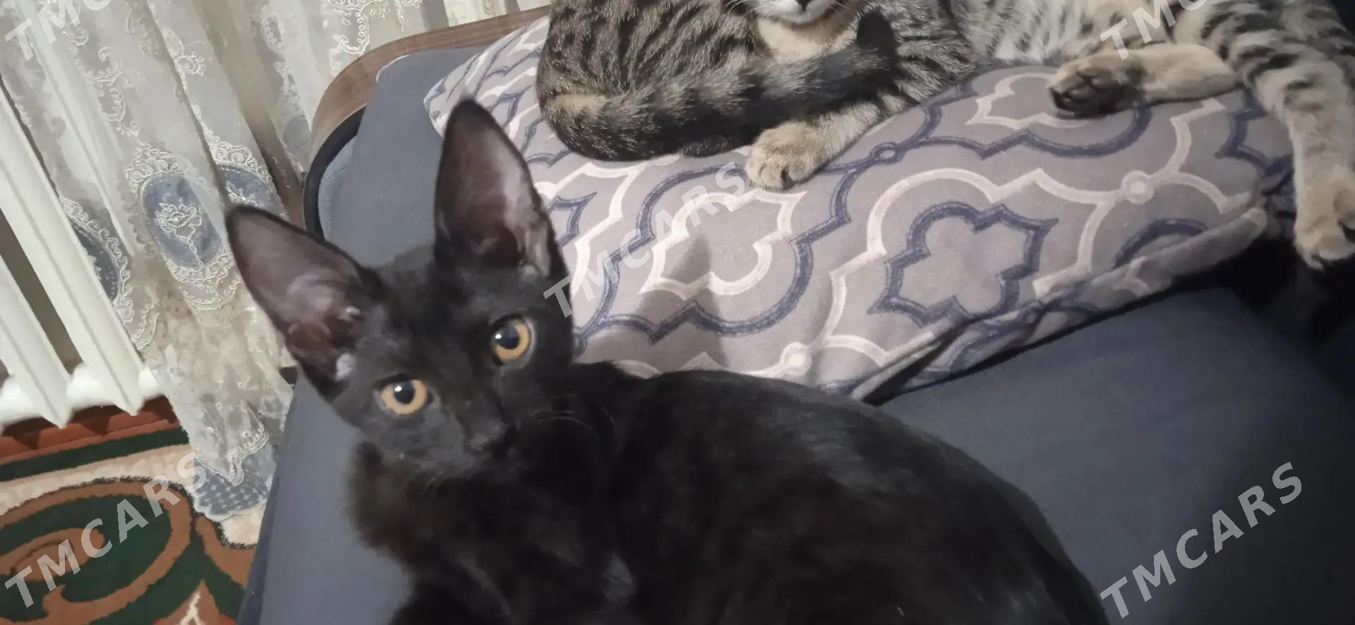 Пишик/Котенок - Дашогуз - img 4