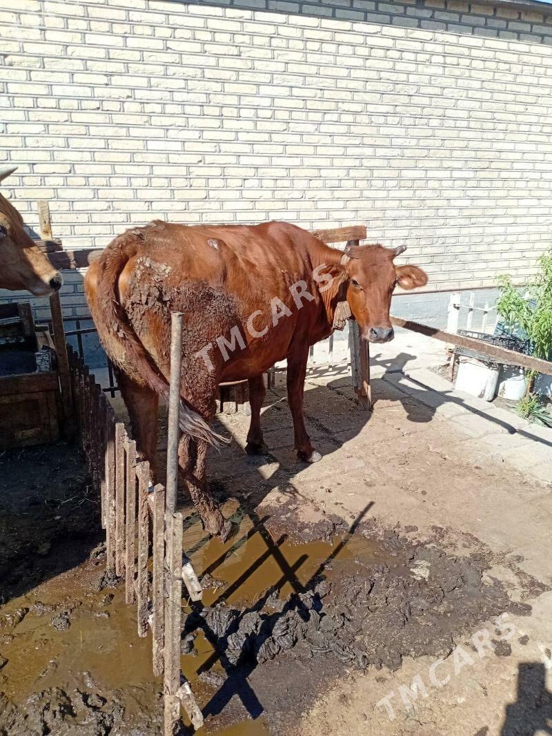 Сыгыр - Tejen - img 2