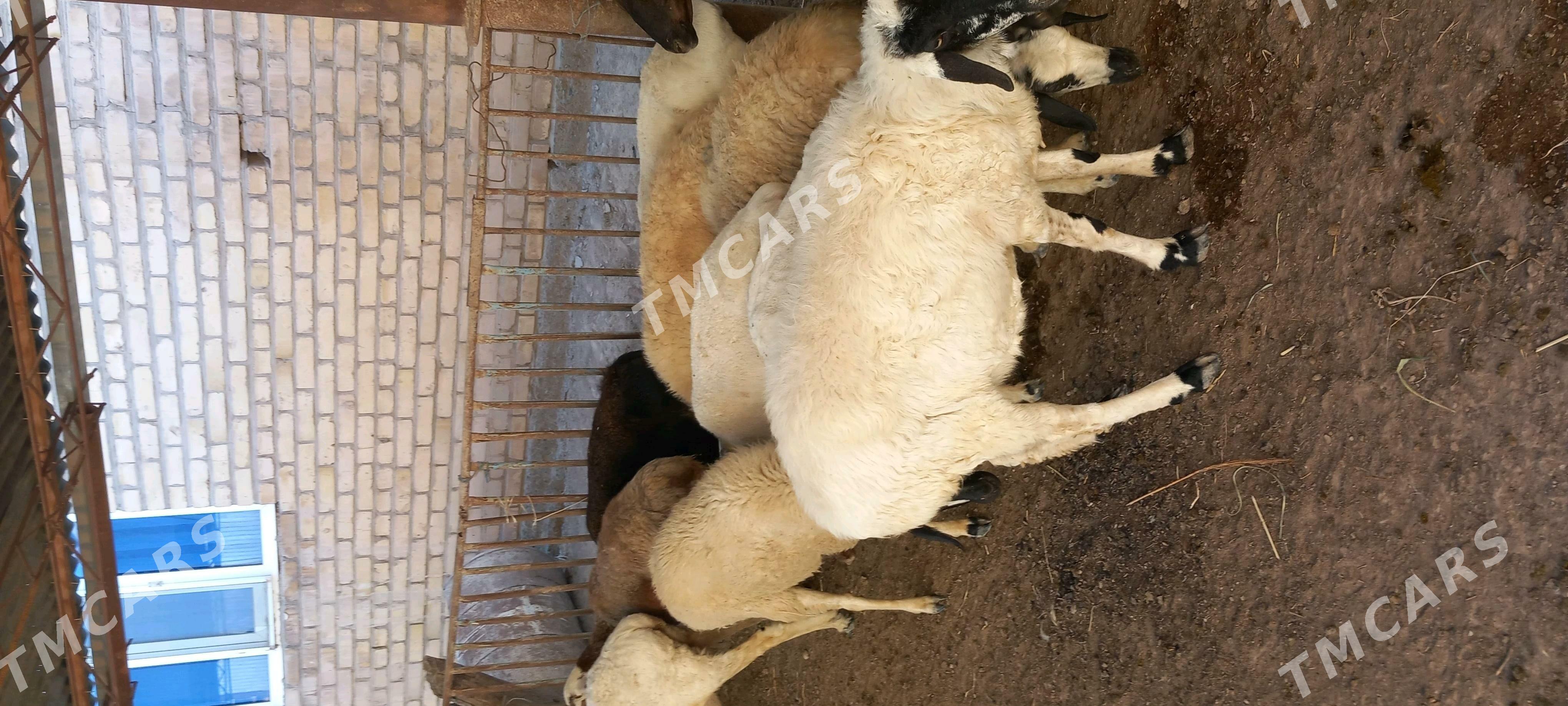 Goyun - Çärjew - img 2