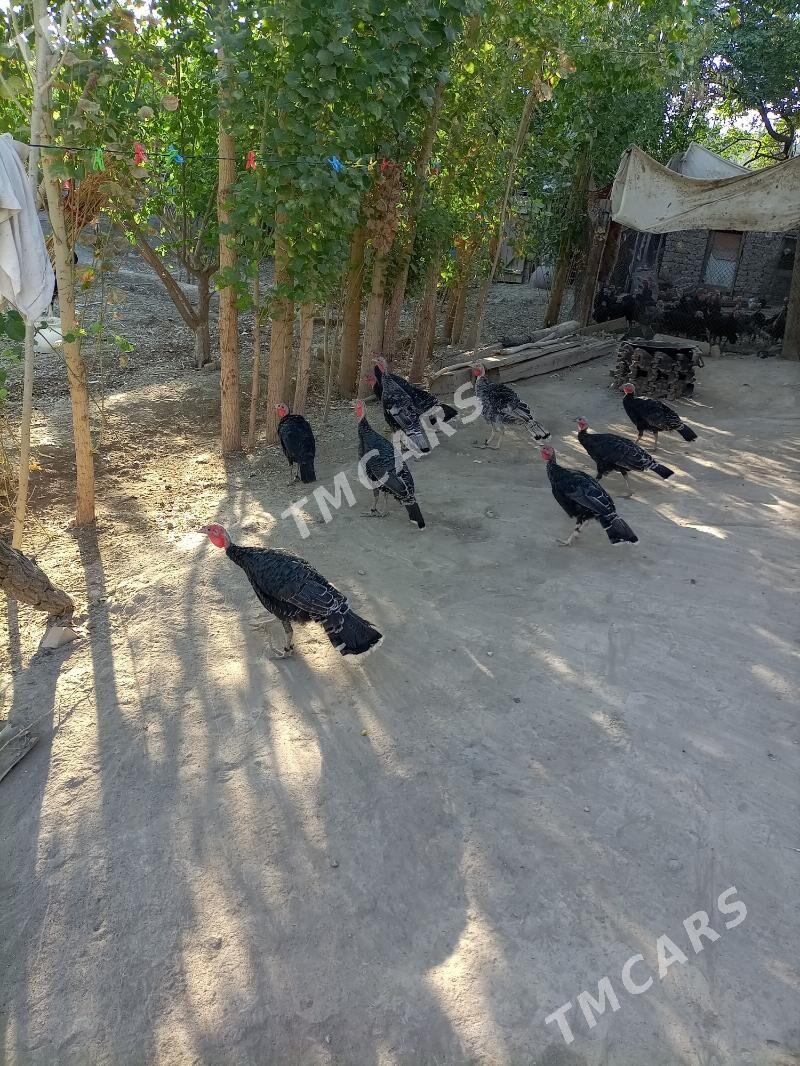 induk - Gubadag - img 2