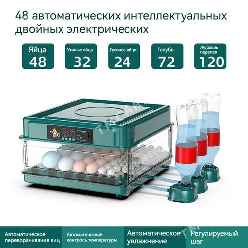 INKUBATOR - Гороглы (Тагта) - img 4
