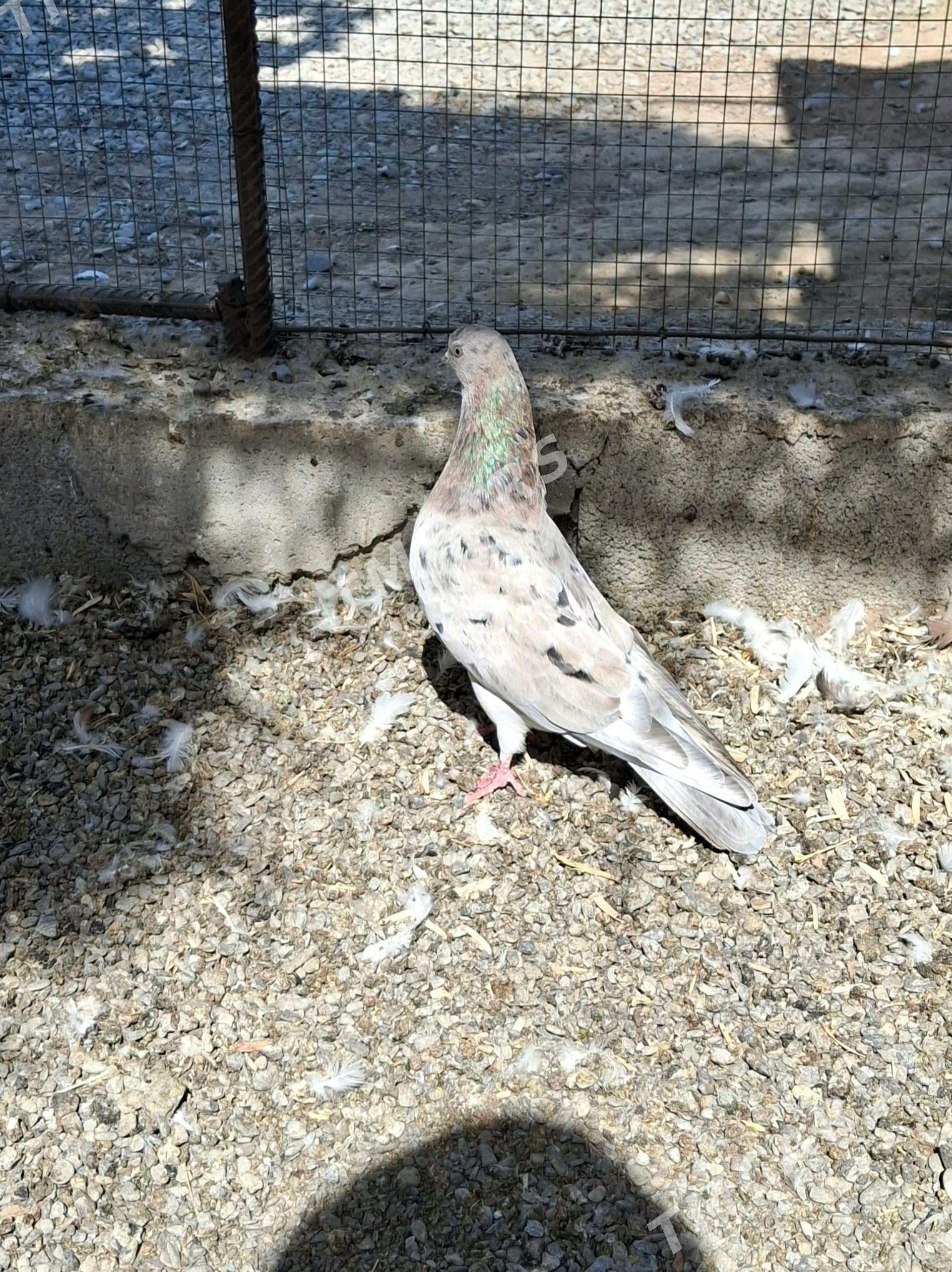 Kepderi Голуб - Aşgabat - img 5