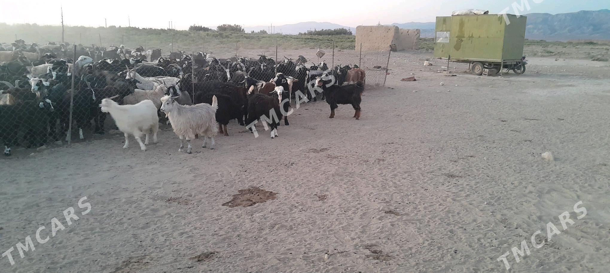 cewiş - Gyzylarbat - img 2