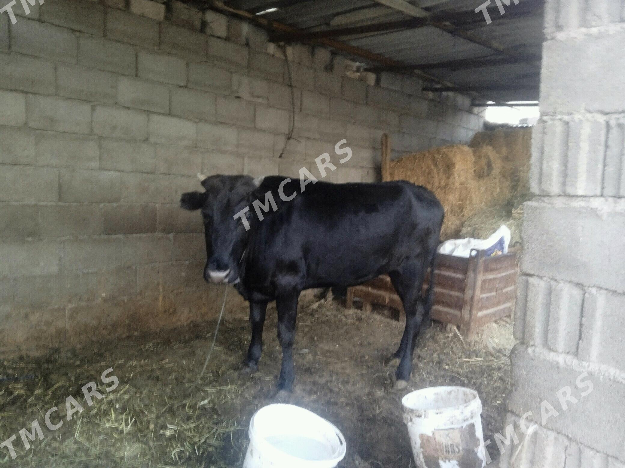 gisir tuwe - Büzmeýin - img 2