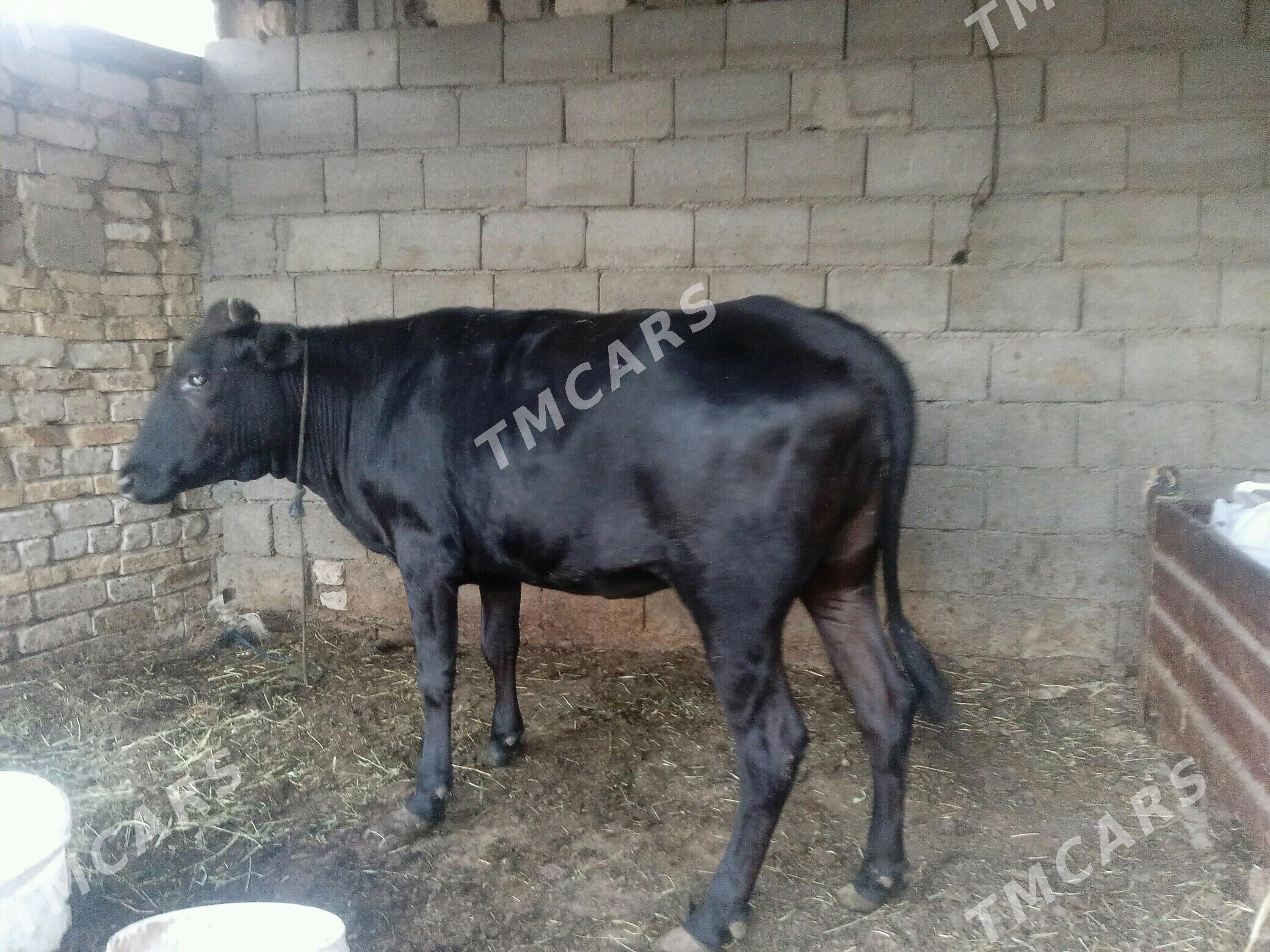 gisir tuwe - Büzmeýin - img 3