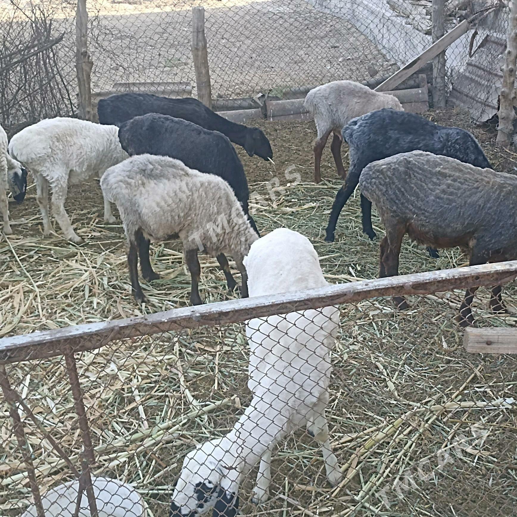 goýun - Çärjew - img 2