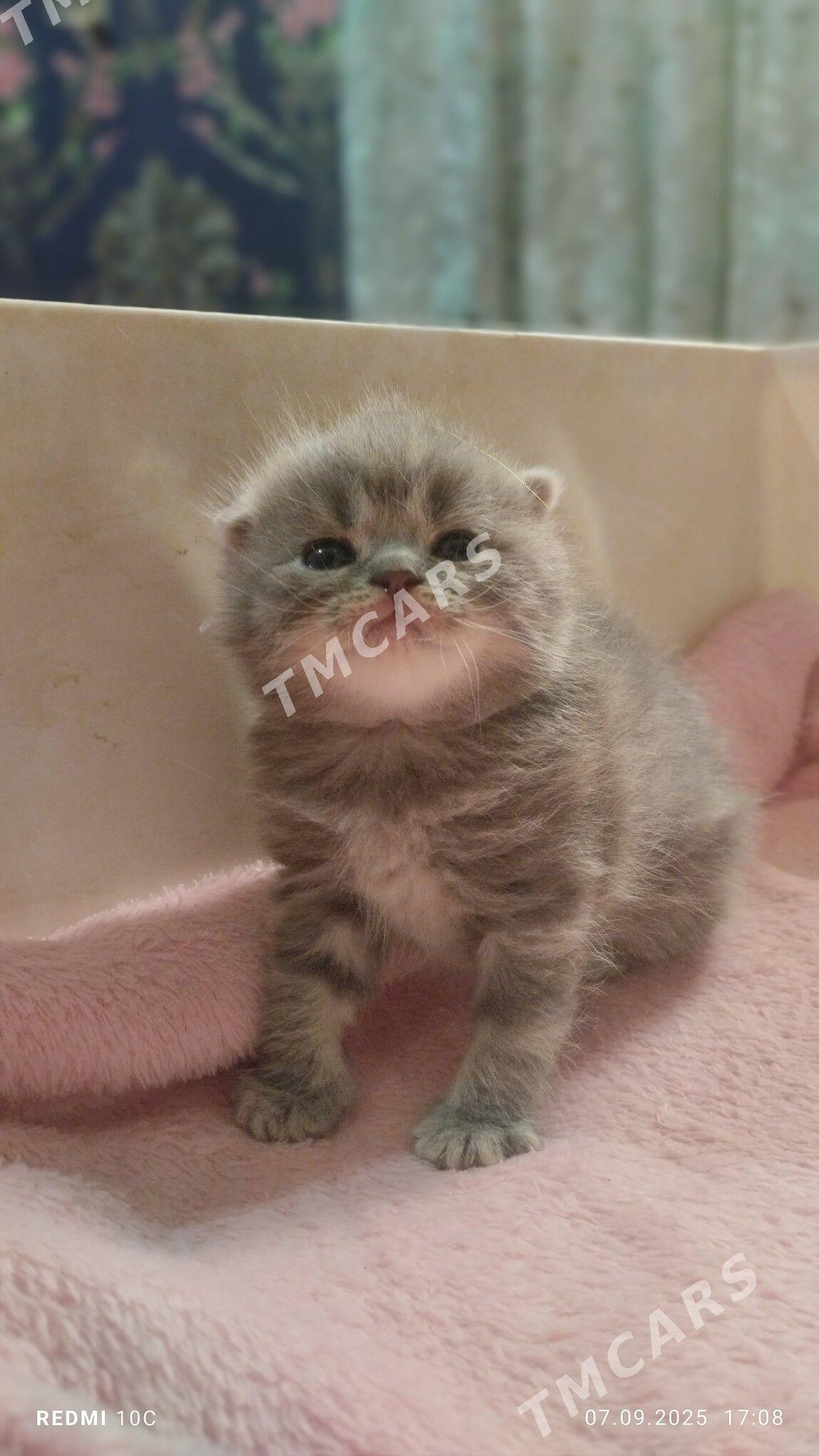 котенок - Mary - img 3