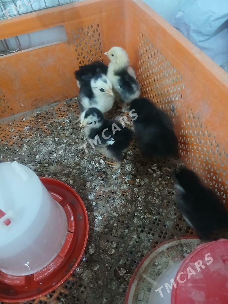 brama mramyr juyje - Gökdepe - img 3