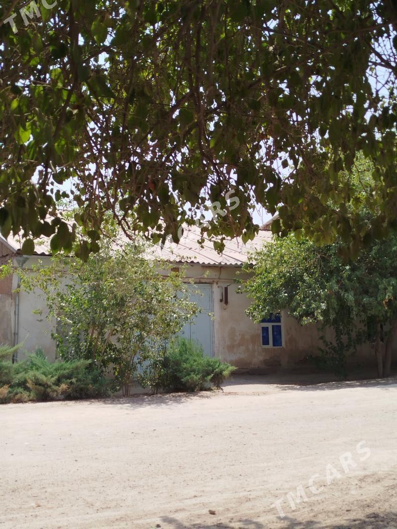 Amyderýa koche - Кёнеургенч - img 2