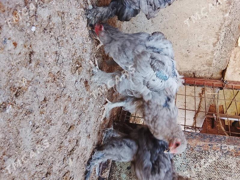 brama - Çoganly - img 8