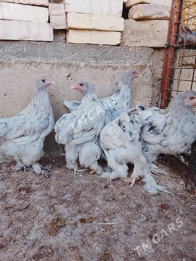 brama - Çoganly - img 6