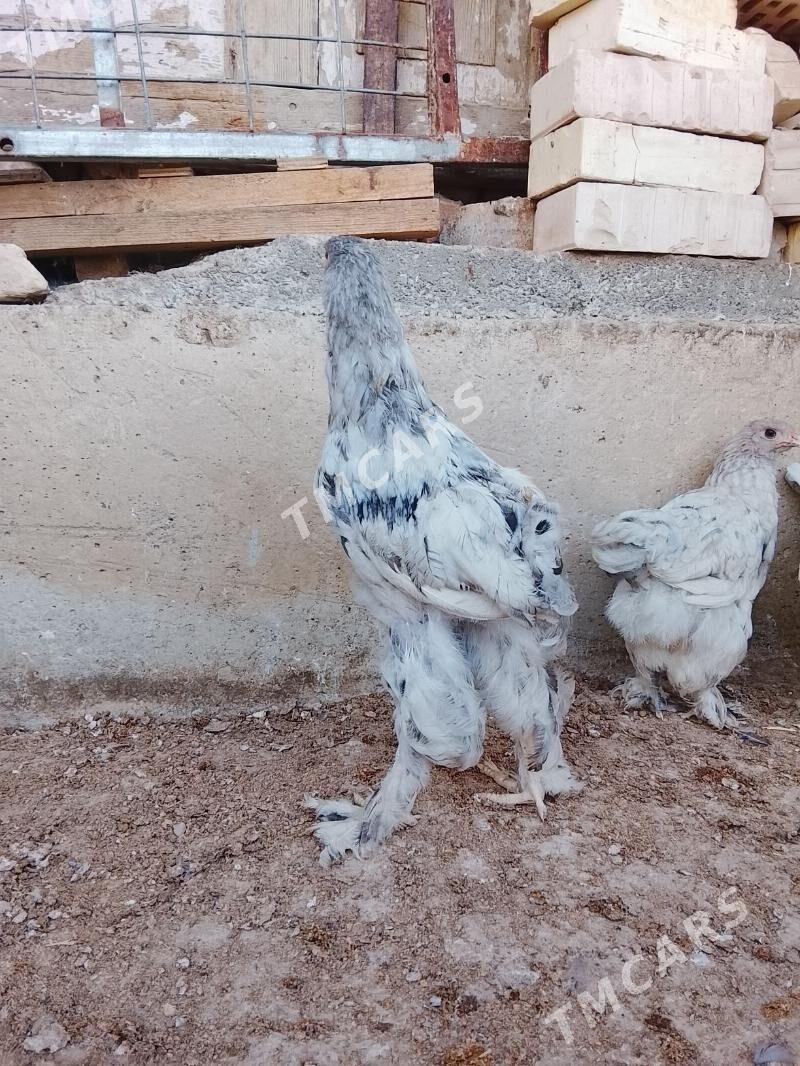 brama - Çoganly - img 5