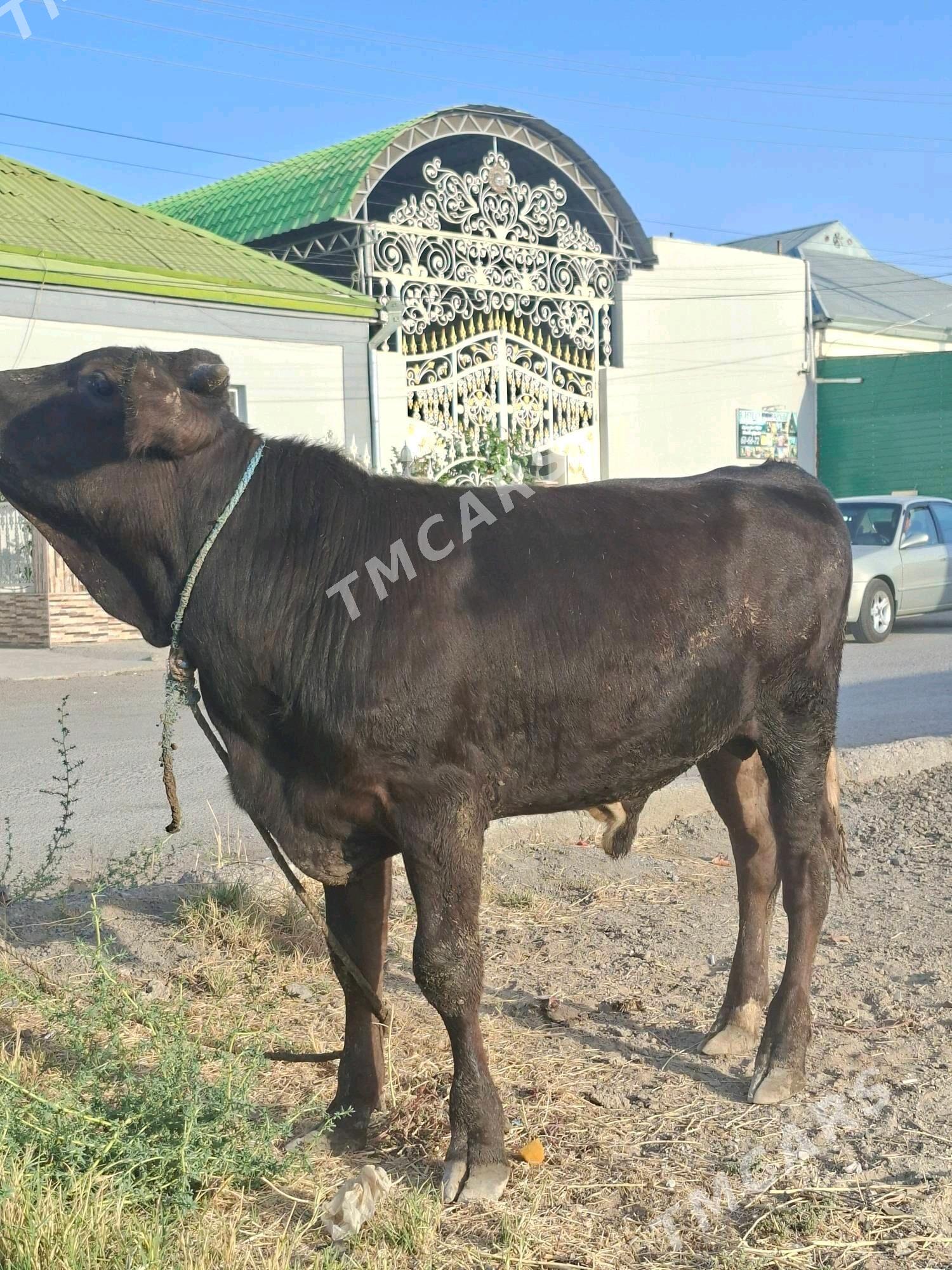 Gibrit Öküz - Garadamak - img 2