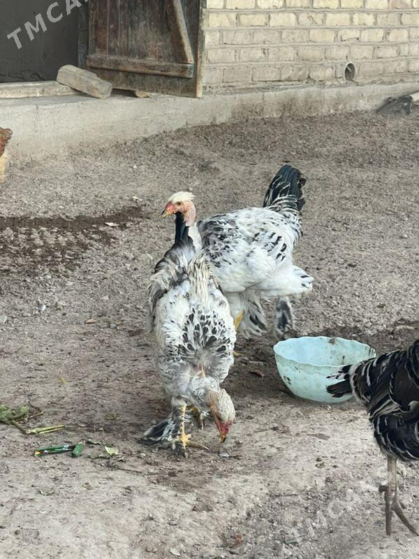 galaşeyka ve  troika - Baýramaly - img 2