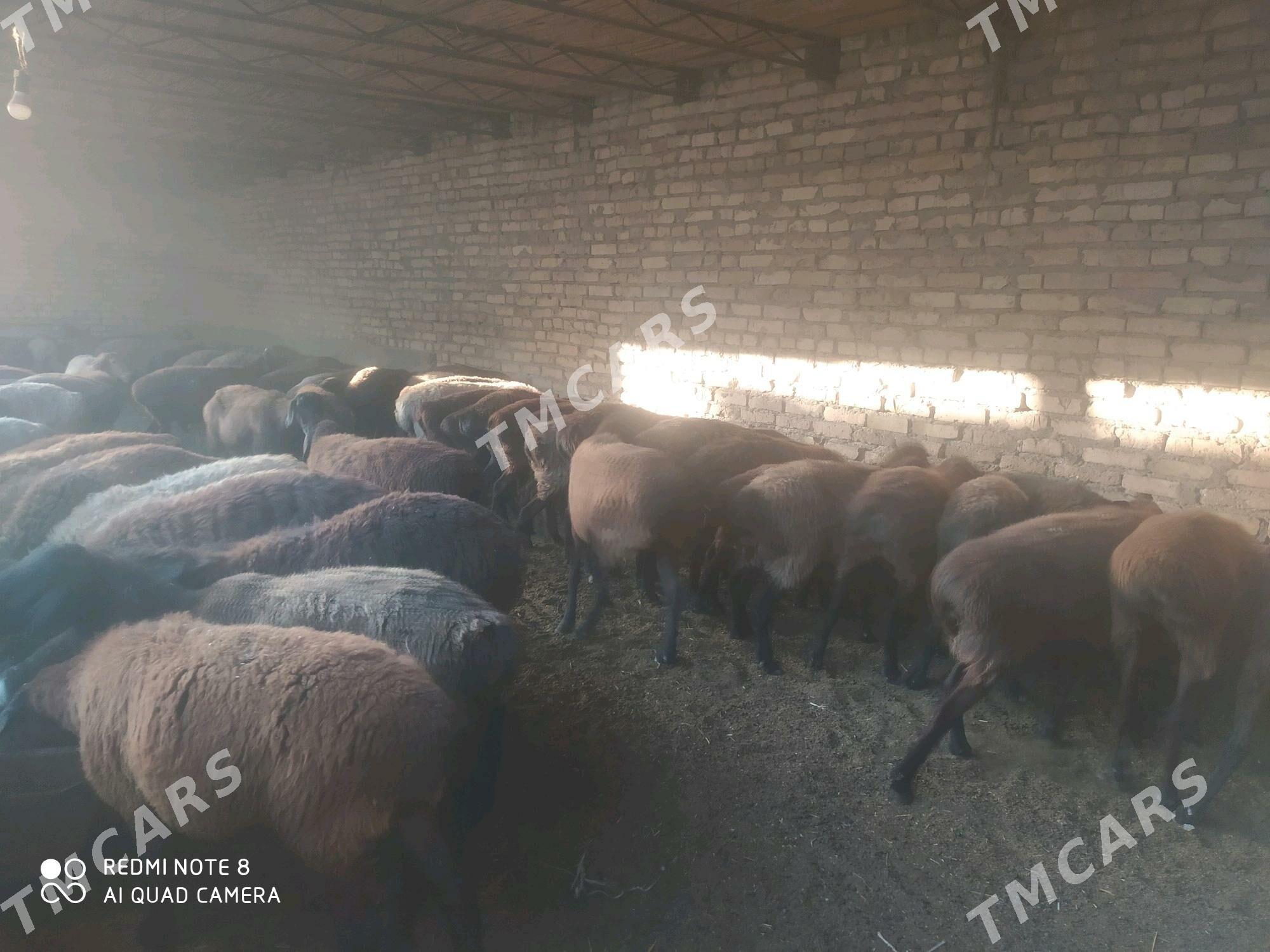 Gisar goyun - Türkmenabat - img 2