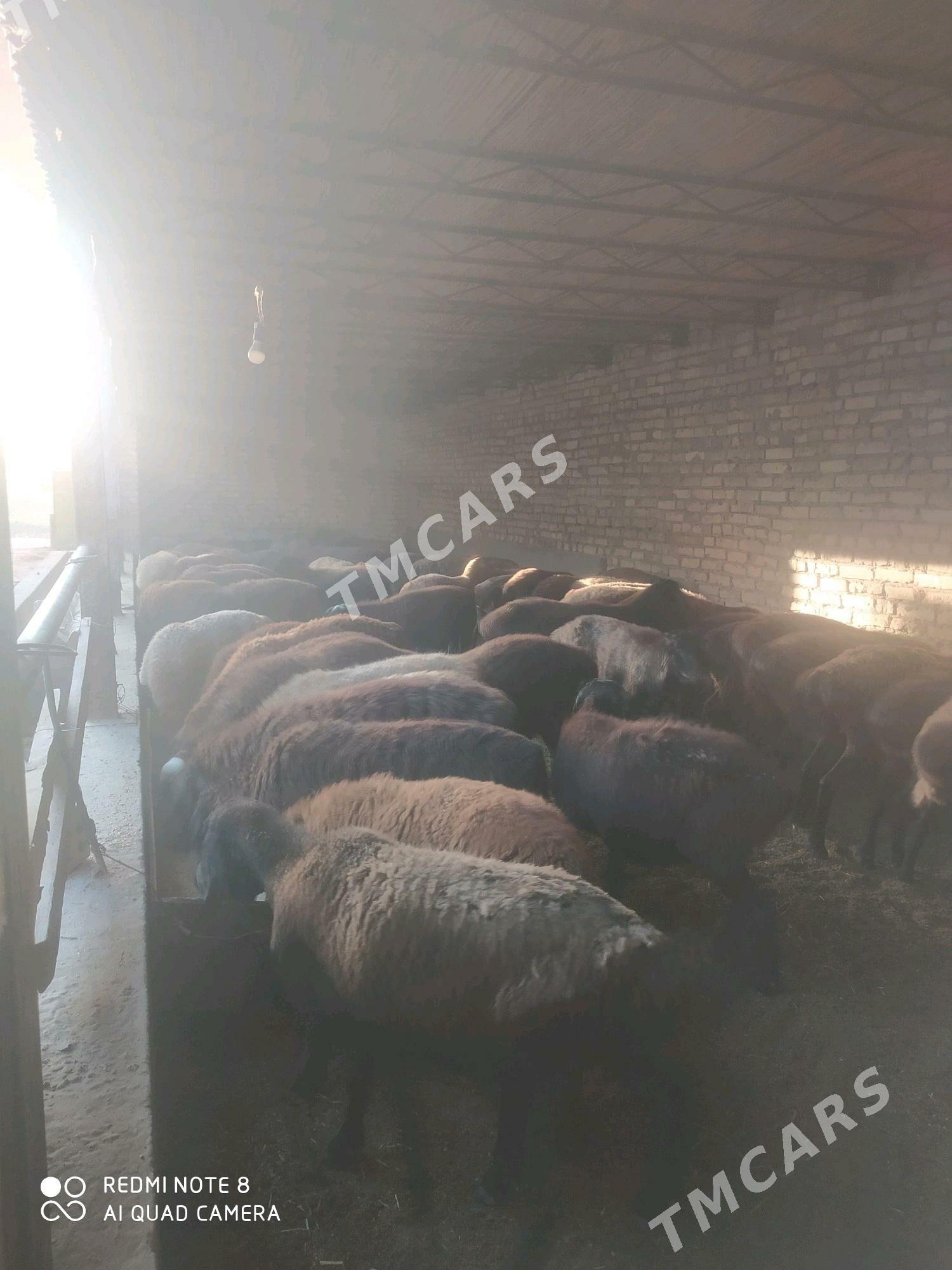 Gisar goyun - Türkmenabat - img 1