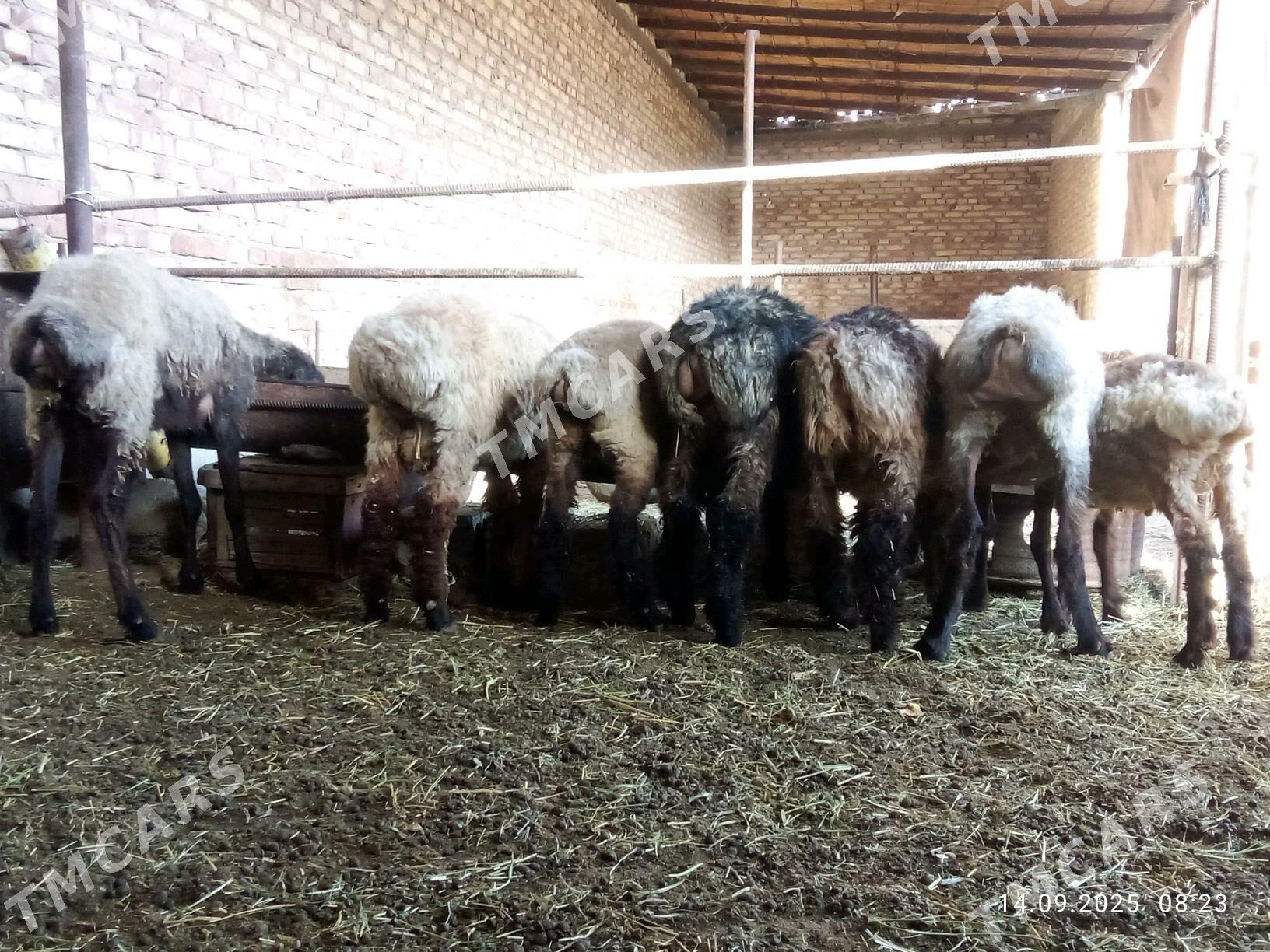 Goýunlar we Toklylar Gurat - Gökdepe - img 5