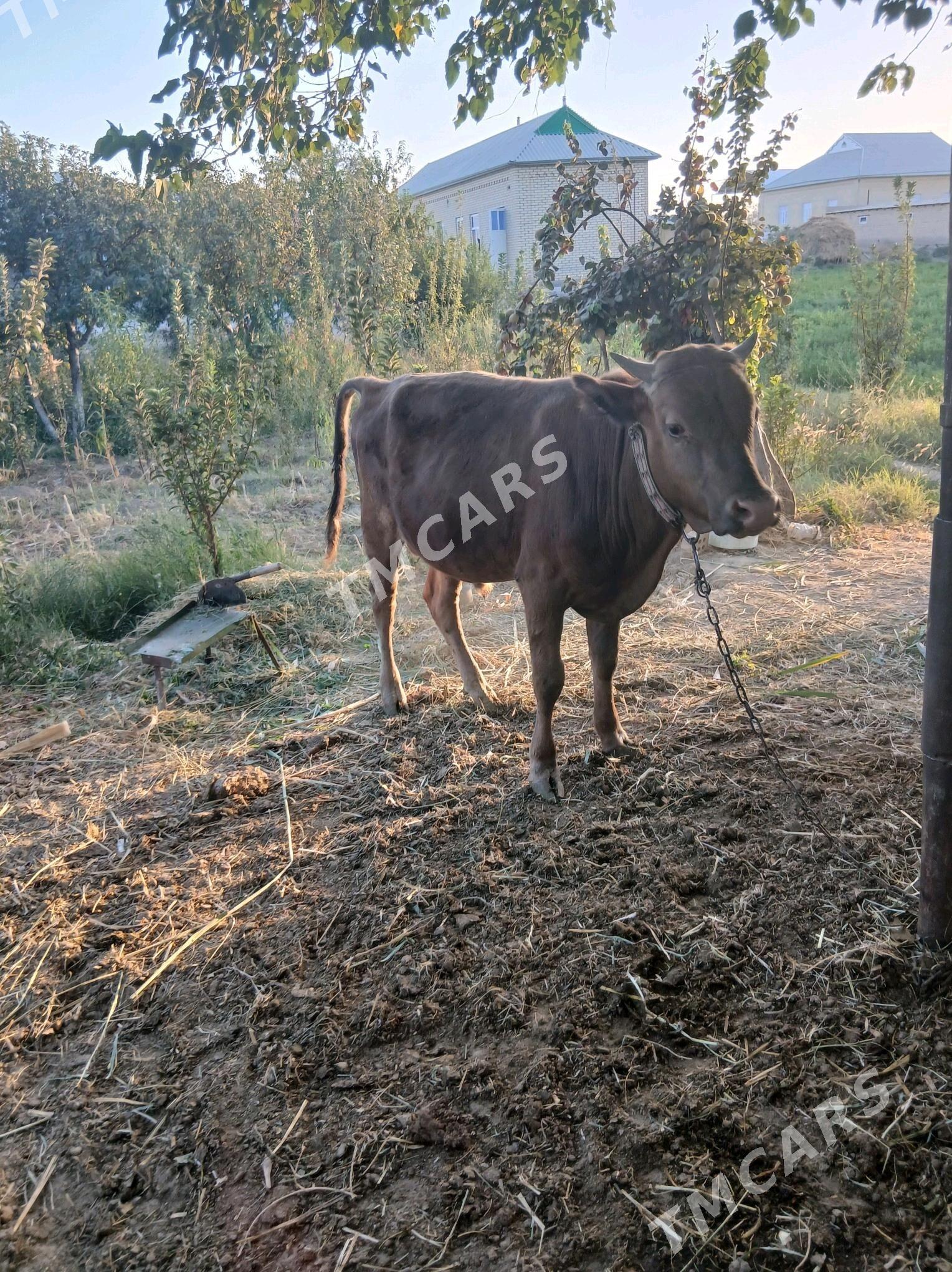 ОКУЗ ГУЛОЖЫН - Sakarçäge - img 4