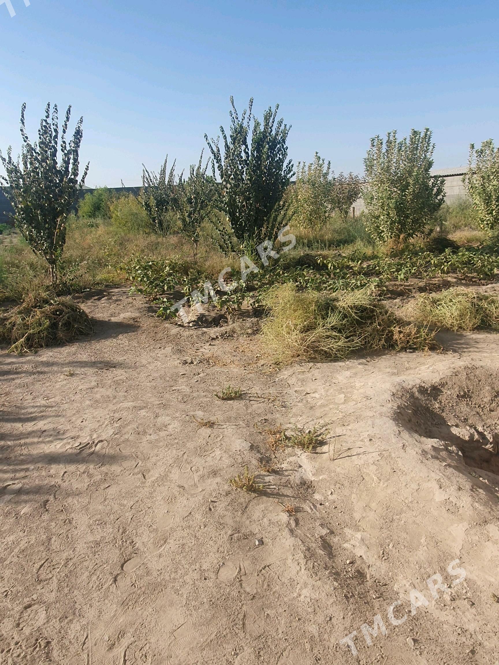 Satlyk howly jay - Gökdepe - img 8