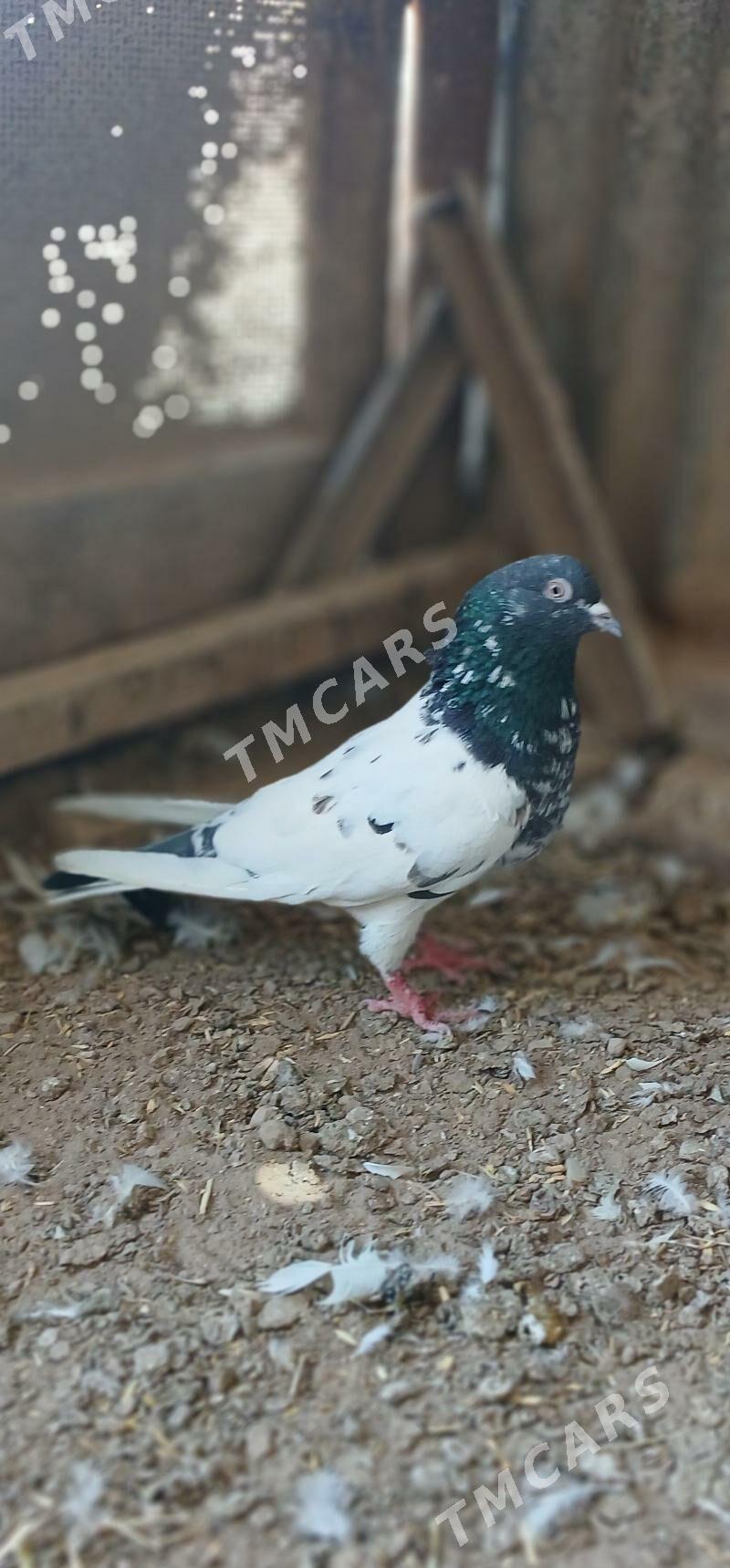 kepder - Mary - img 6