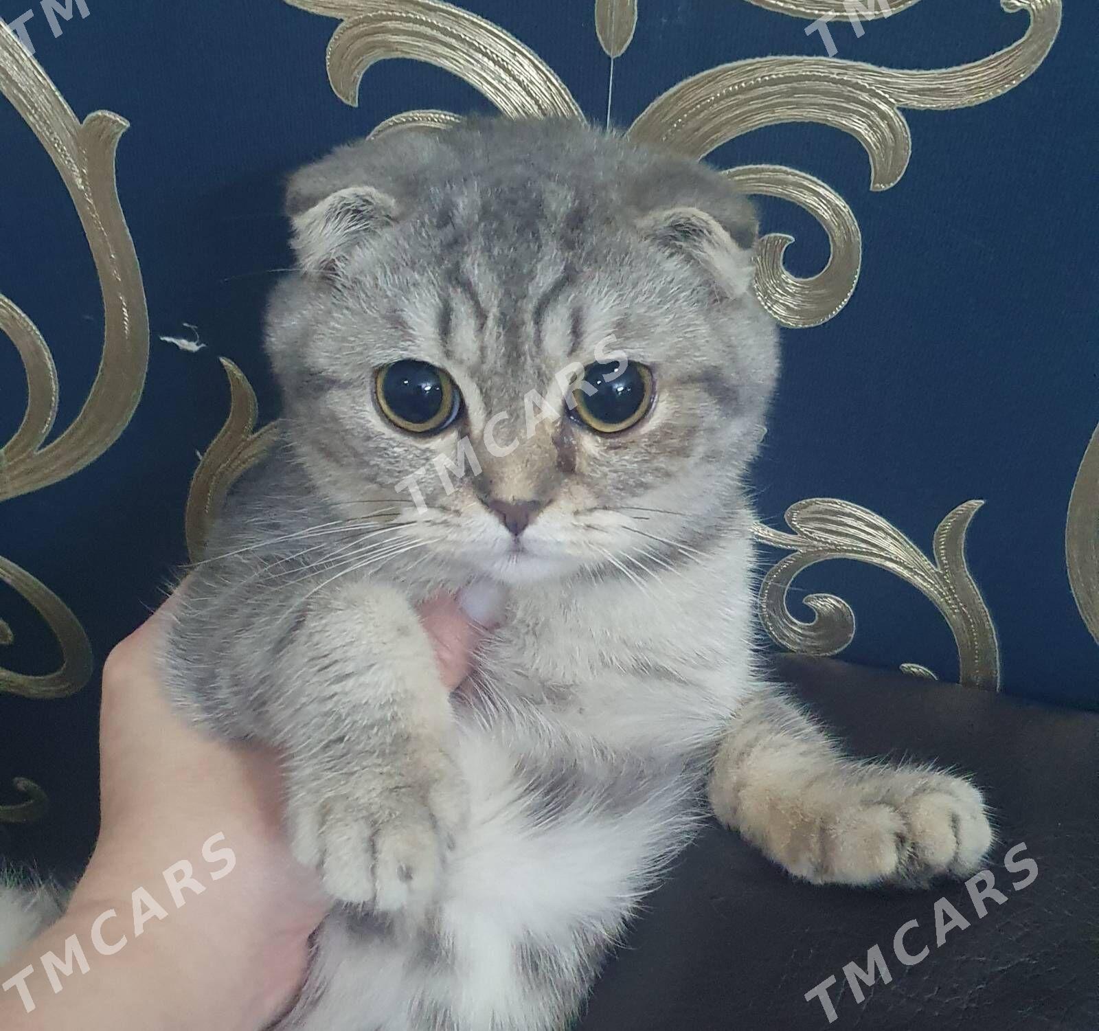 Шотландские котята - Aşgabat - img 5