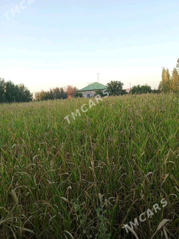 satlyk jaý - Görogly (Tagta) - img 2