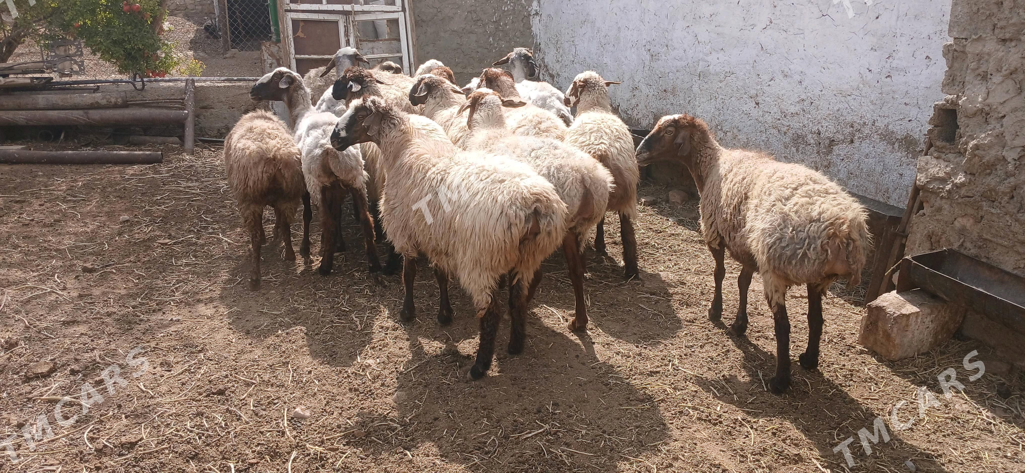 işşek - Балканабат - img 2