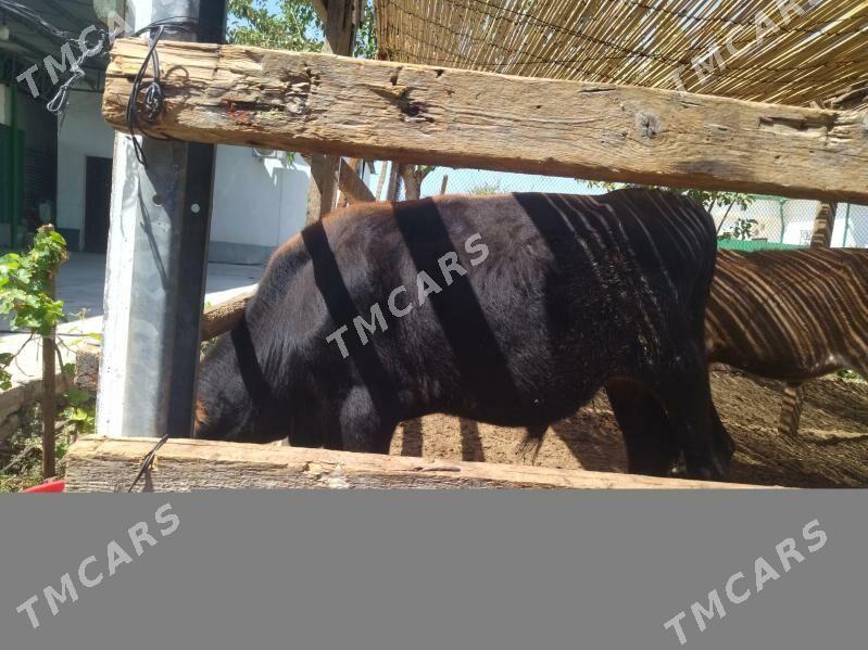okuzce - Täze zaman - img 3