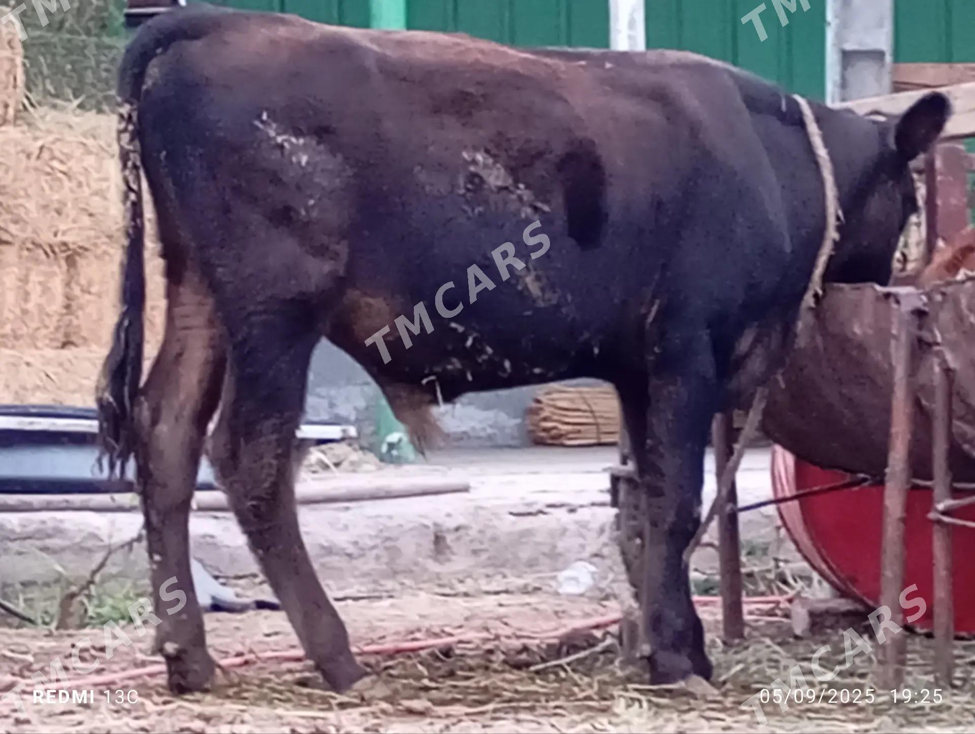 okuzce - Täze zaman - img 2