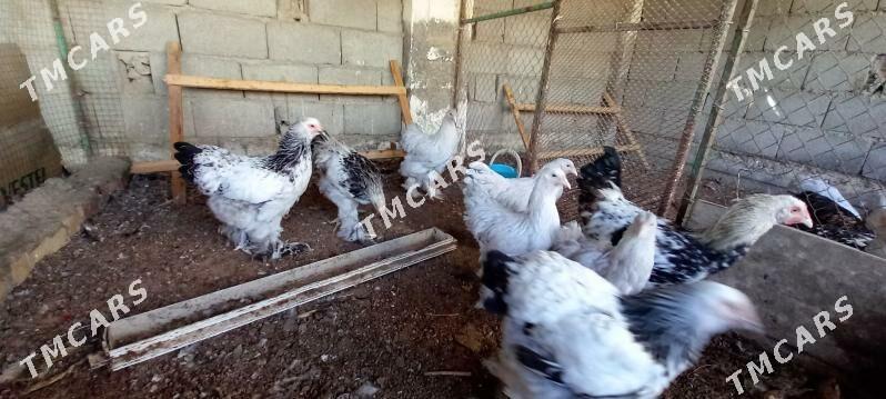 Brama towuk - Çoganly - img 6