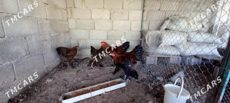 Brama towuk - Çoganly - img 10