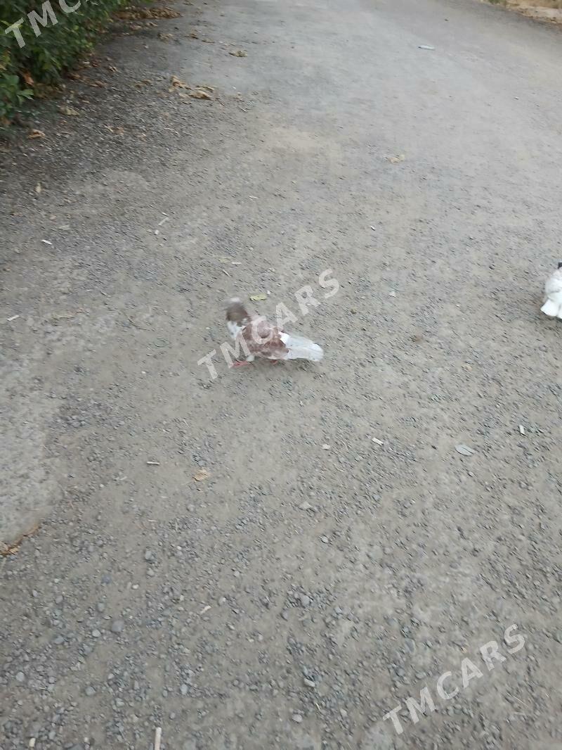 kepderı - Ашхабад - img 4