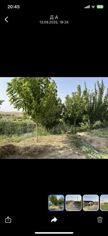 Тайын бизнес мивели баглар - Aşgabat - img 4