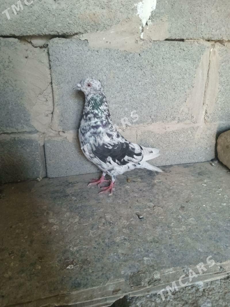 kepderi - Gyzylarbat - img 3